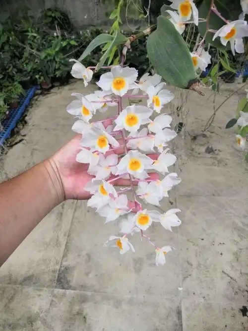 dendrobium amabile(红灯笼石斛),花期转瞬即逝.