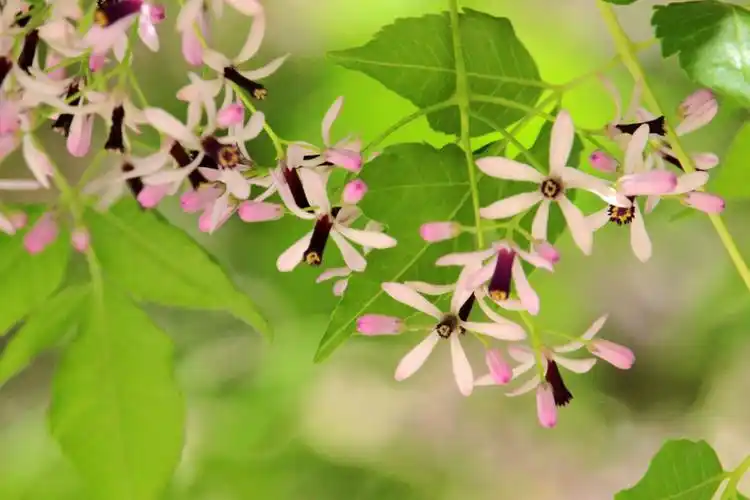 浑身皆为宝的材,药两用植物乔木苦楝