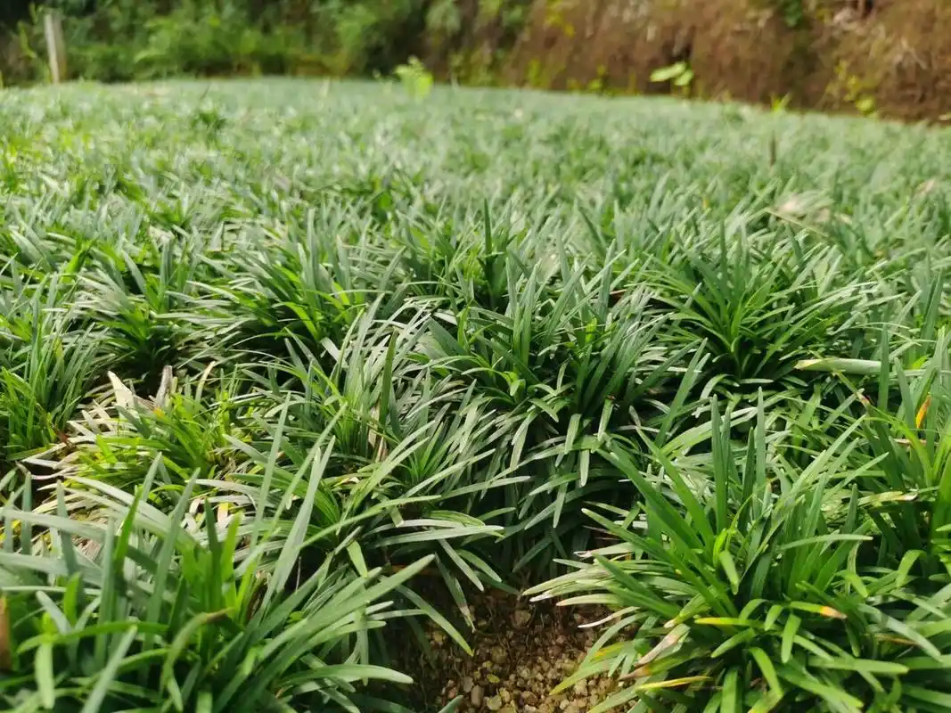 玉龙草又叫矮麦冬,四季常绿 玉龙草又叫矮麦冬,四季常绿,花园,庭院