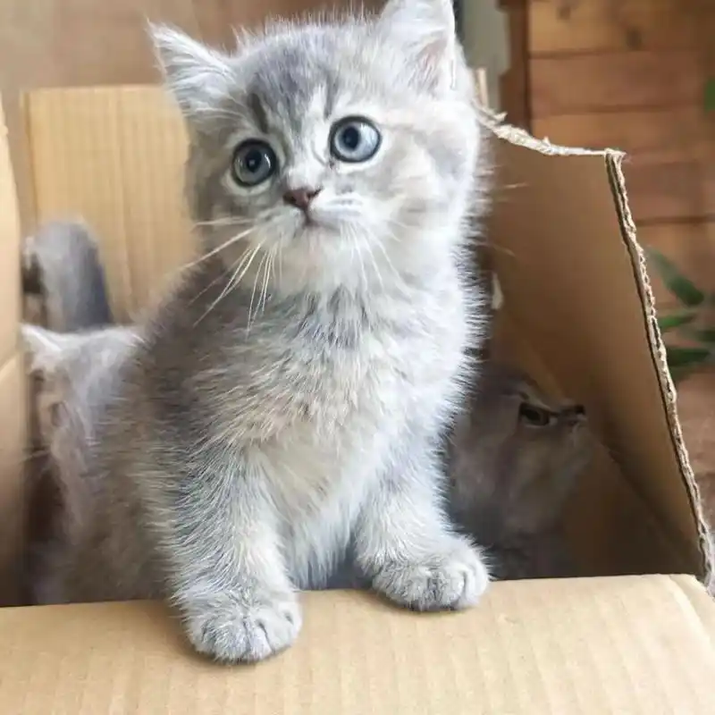 广州送养一窝蓝金渐层.