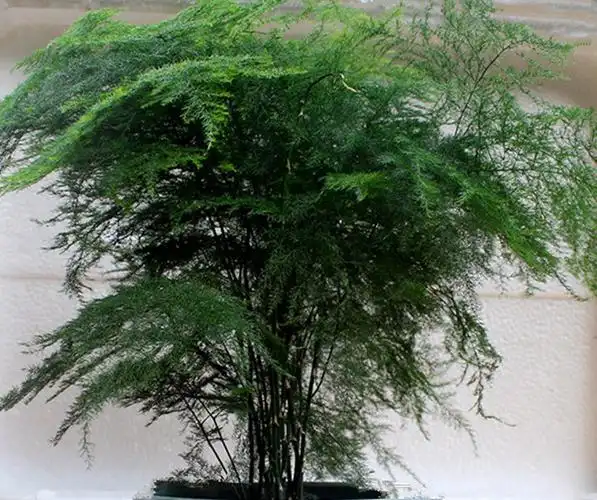 你的文竹长得又瘦又黄,掌握这四点,分分钟变油绿粗壮