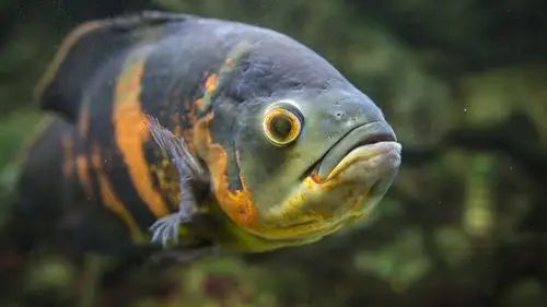 壁纸 鱼,水下 3840x2160 uhd 4k 高清壁纸, 图片, 照片