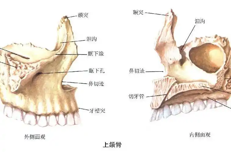 maxillary