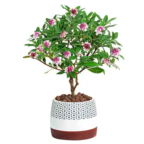 金边瑞香盆栽耐寒冬季开花不断花卉植物室内创意礼品