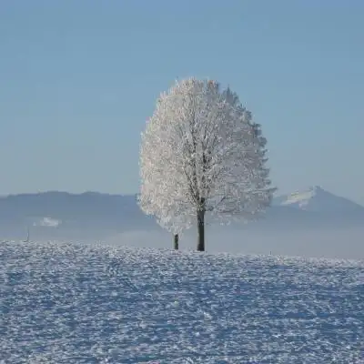 漂亮的微信头像,一棵雪树白色衣裳的树可是非常的美