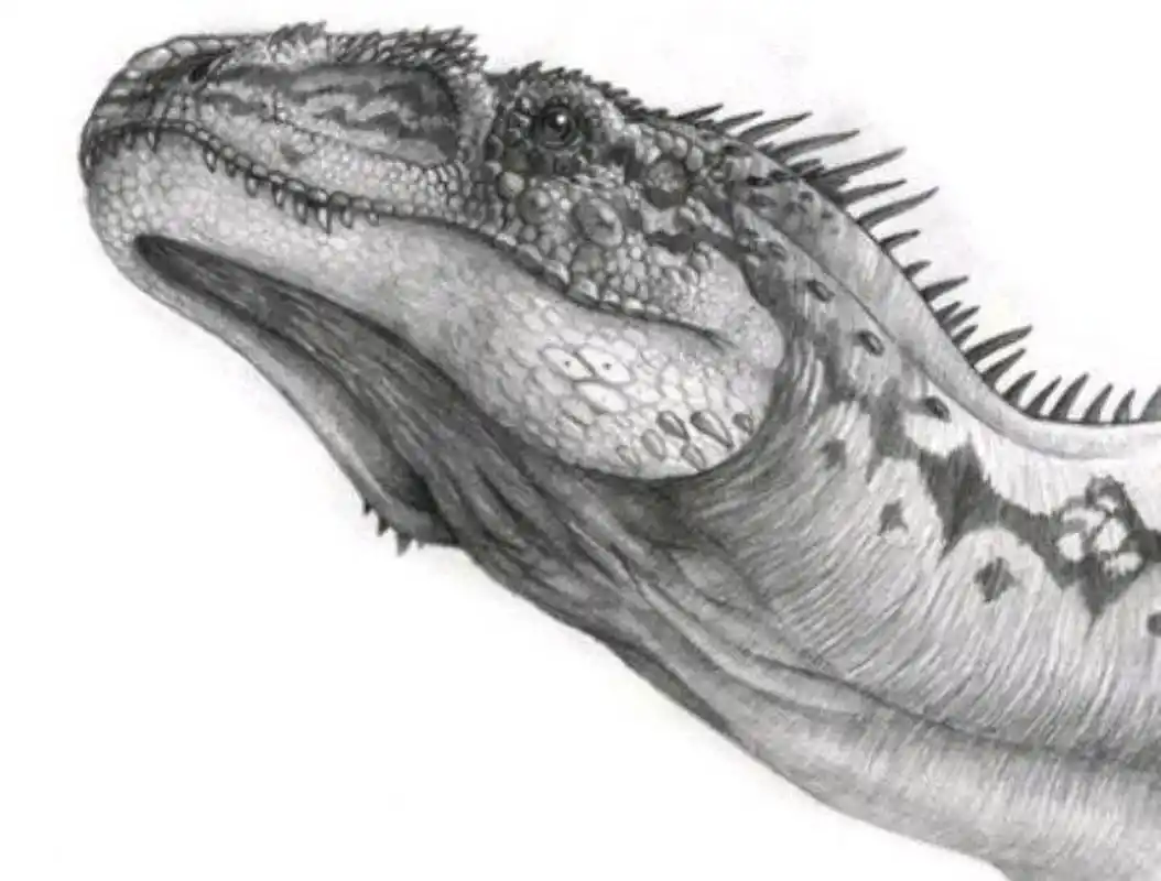 动物# 皮亚尼斯基龙 皮亚尼斯基龙属于斑龙科,总共有两个已知的卜分