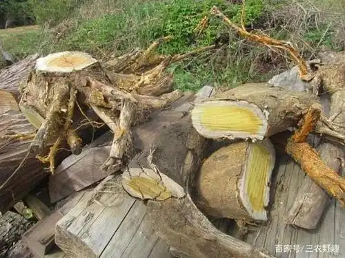 这树满身是刺,却称作"黄金木",古代用来做龙袍,如今快挖绝了