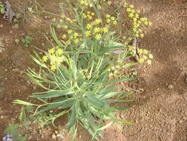 一袋小柴胡冲剂横扫20种疾病中医中的消炎药1块钱胜过请名医