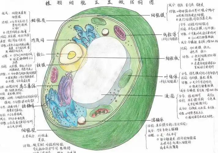专业精美而且萌萌哒——淮南二中2022届细胞结构手绘大赛优秀作品展