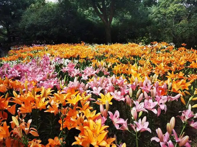 百合花,花开正艳.