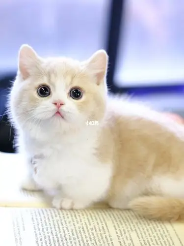 乳白矮脚母猫 英短乳白色曼基康短腿矮脚猫_英短_萌萌哒_吸猫_宠物_猫