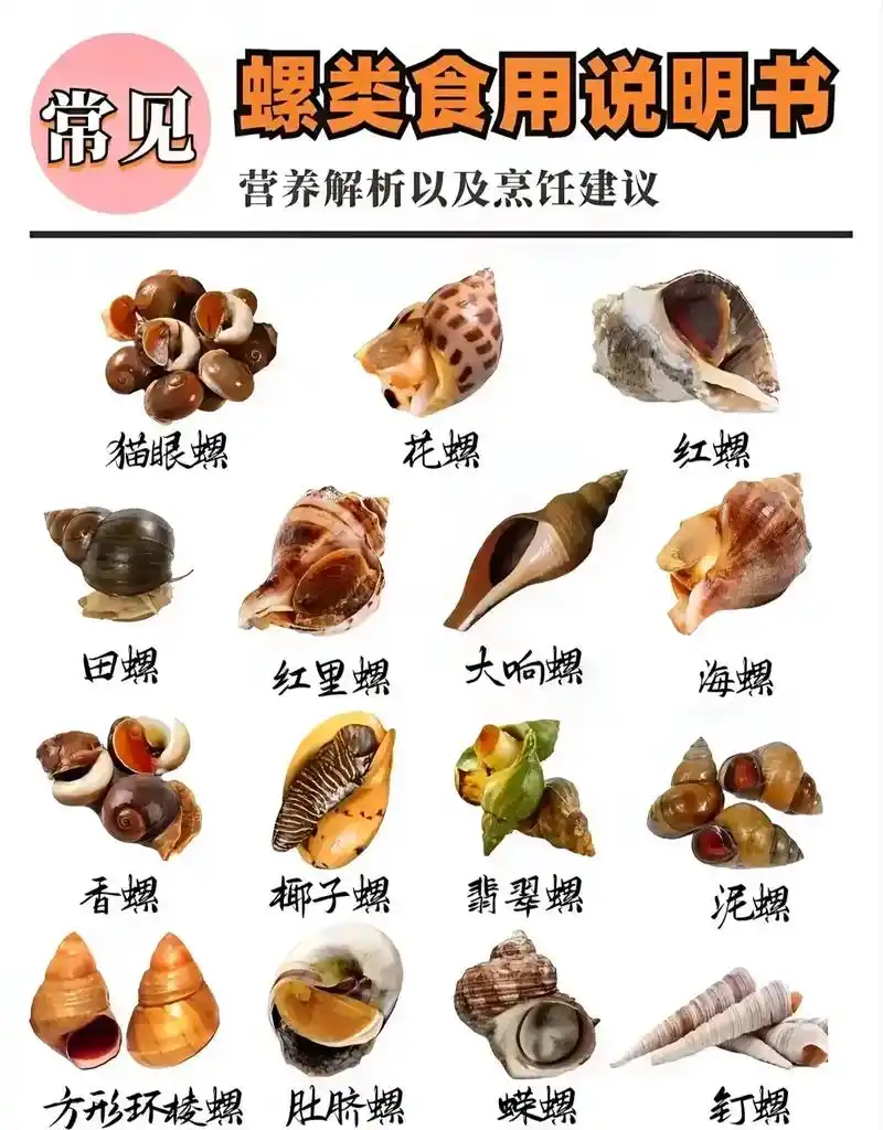 常见螺类食用说明书96 附营养解析及烹饪建议97 欢迎评论区 - 抖