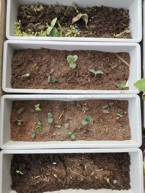 种子快快长大吧!_种菜_阳台_阳台种菜_美食_美食其他