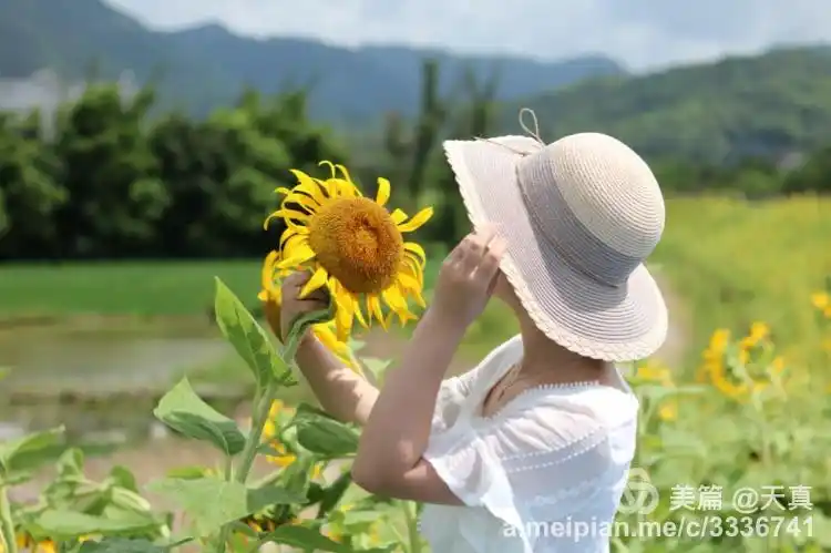 明天开始 做一株积极的向日葵 抬起头 仰视挂满天空的阳光