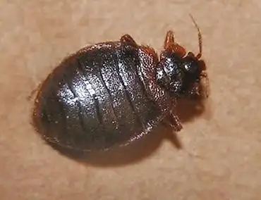 晚上除臭虫效果较好