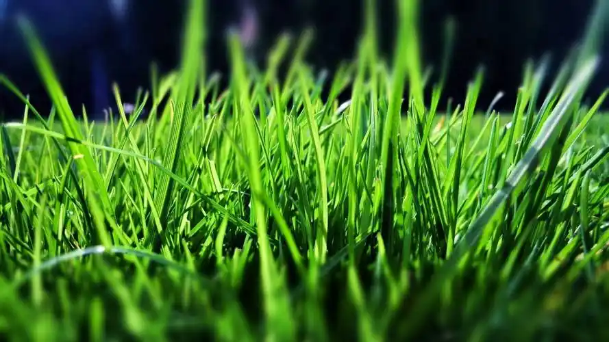 唯美养眼绿色植物小草等清新户外草地护眼桌面壁纸图片