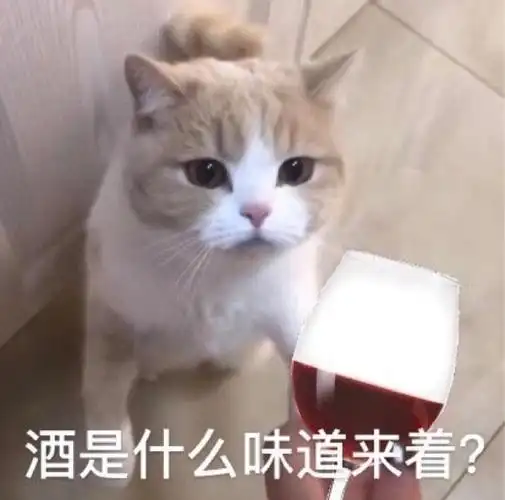 萌宠gif喵星人gif酒是什么味道gif想喝酒gif可爱gif呆萌gif