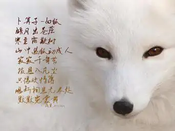 狐仙故事:白狐保家仙