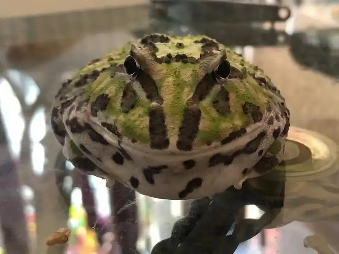 钟角,小丑,蝴蝶,变异,南瓜,火龙,……#我家宠物好可爱  #角蛙的日常