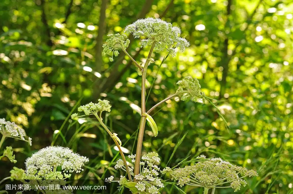 野生当归在阳光灿烂的森林里