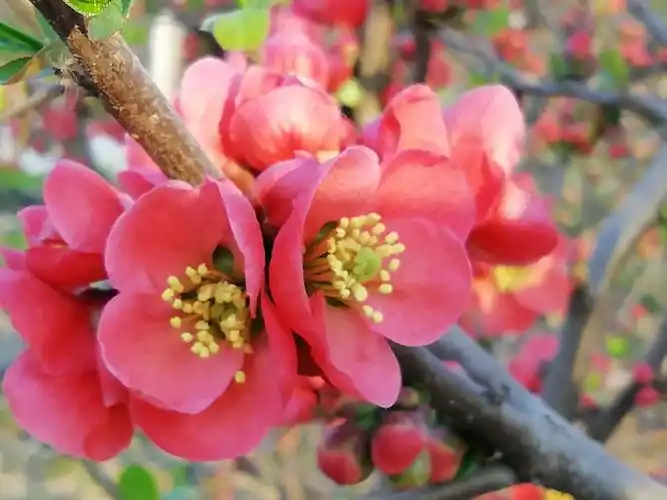 醉美金乡——贴梗海棠