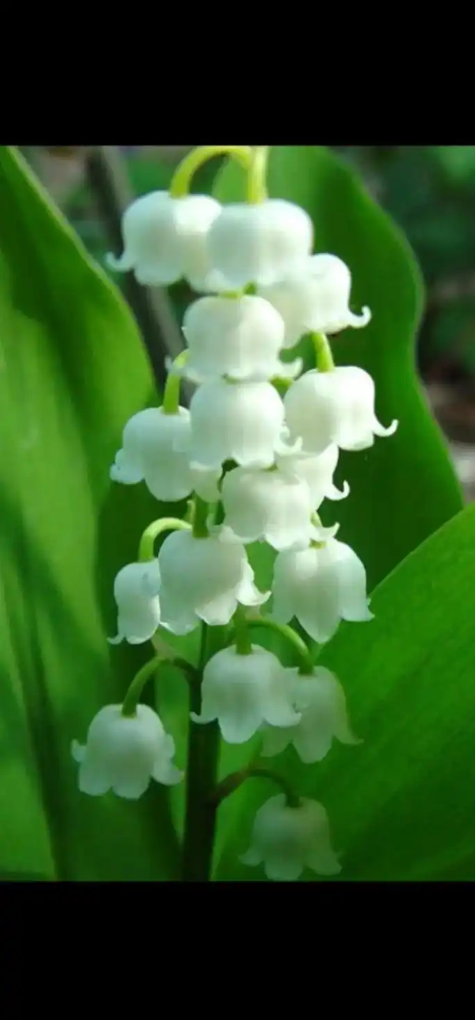 天门冬科铃兰属植物,根茎平生;叶2枚,与花葶同由基生,膜质的鳞片鞘内