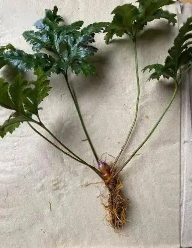 洪雅产黄连雅连中药标准正式列入四川中药标准雅连产品可批量上市啦