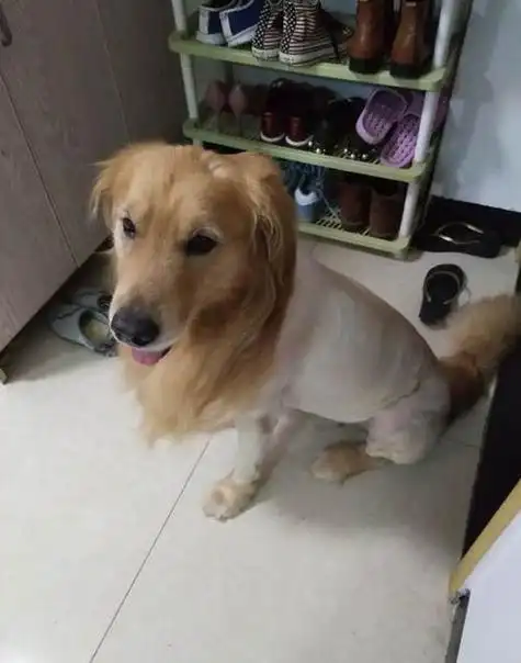 金毛剃毛造型图片大全,金毛犬剪成什么样好看