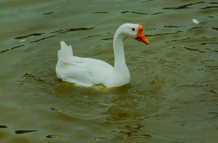 大鹅虽不如鹤会飞但我颜值差吗养鹅是古代雅事这归功王羲之