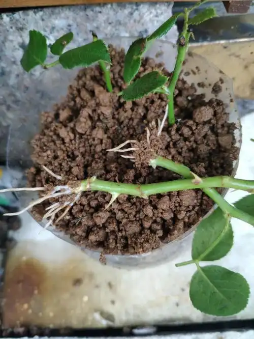 月季花扦插的最佳时间(月季花扦插最易活的方法)