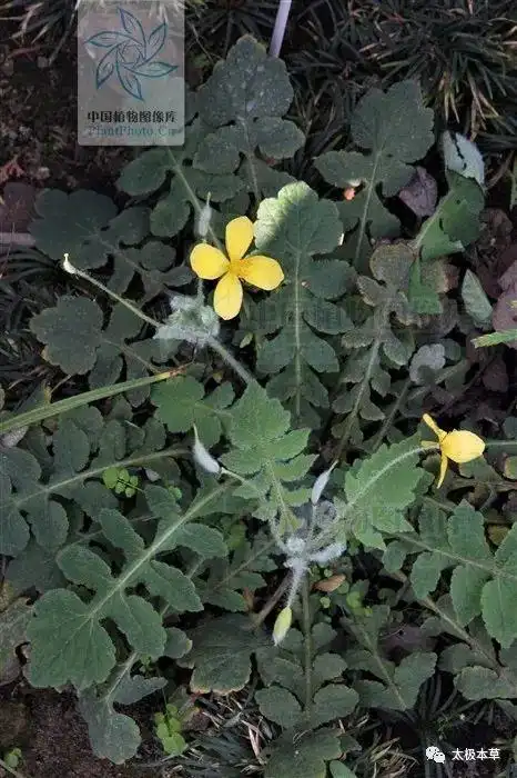 人血草,见过吗?行气散瘀,止血止痛.治跌打损伤,外伤出血