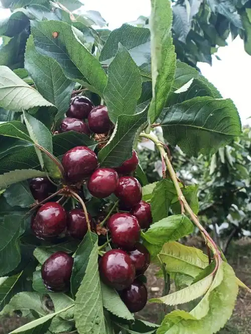 雨后汉源车厘子采摘