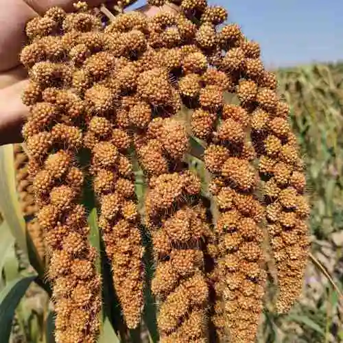 谷穗红谷谷子小米穗黄麦穗鹦鹉仓鼠零食造景玩具