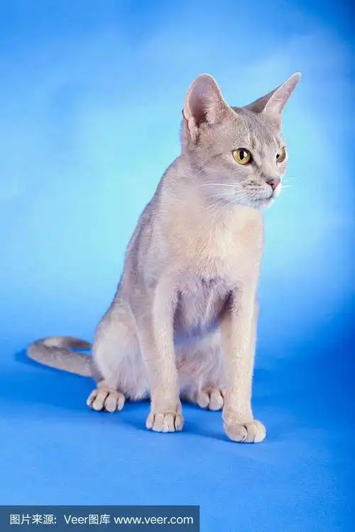 蓝色背景下的成年阿比西尼亚蓝猫.