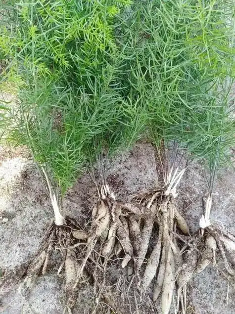 67一味神奇的民间中草药:天门冬的功效与作用,建议收藏备用