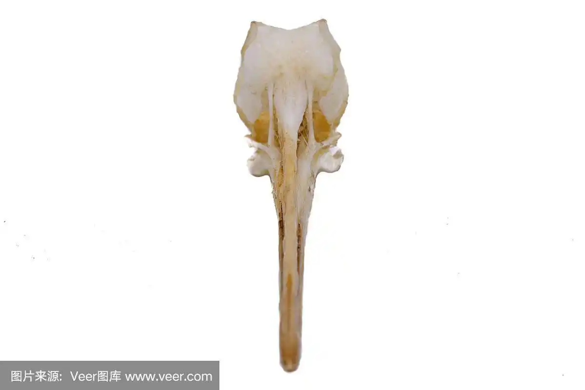 欧亚丘鹬(山头鹬),有白色背景的鸟头骨