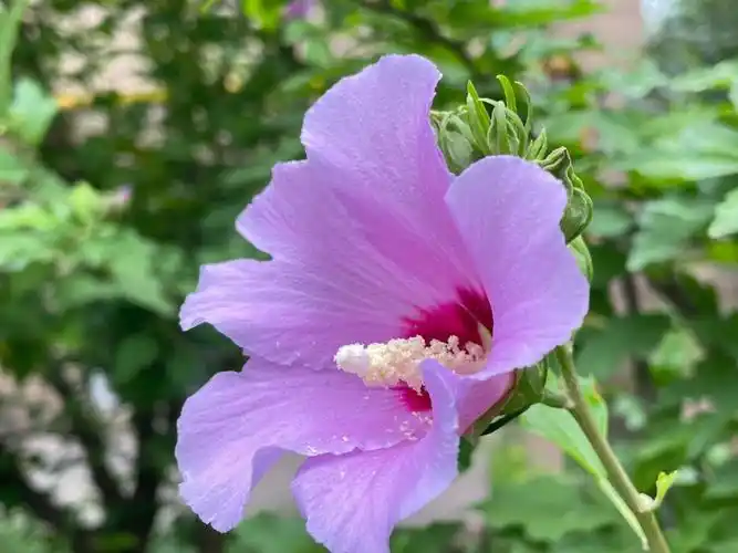 木槿花语坚韧勇敢永恒美好和爱