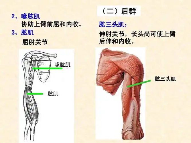 喙肱肌 肱三头肌 肱肌