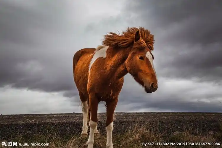 马摄影图__家禽家畜_生物世界_摄影图库_昵图网nipic.com