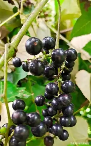 深山赠送野生葡萄