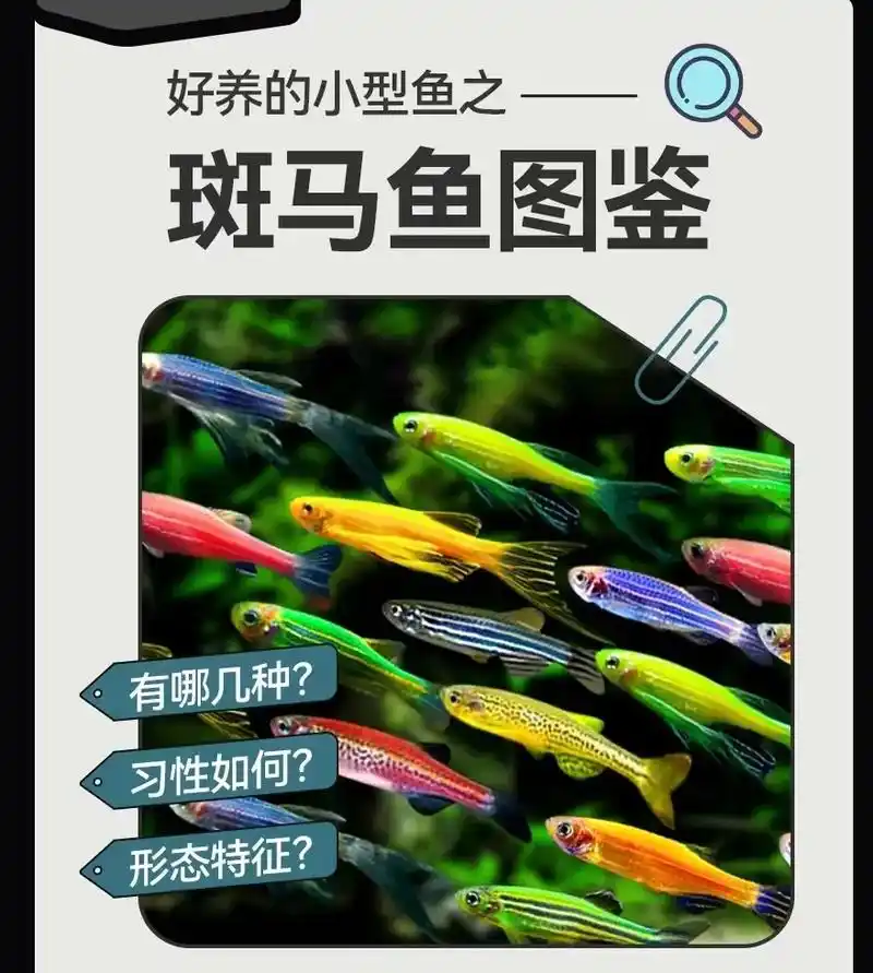 斑马鱼图鉴——快来看看有你认识的斑马鱼嘛96#斑马鱼 #观赏 - 抖音