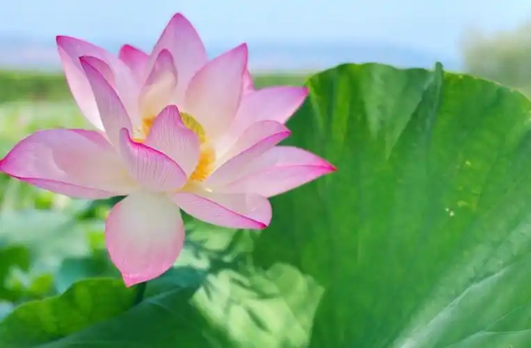 荷花绽放的季节