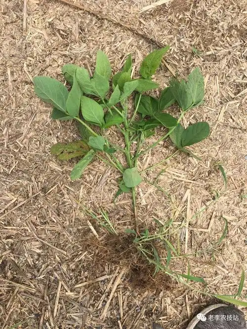 大豆-黄着黄着就症青了