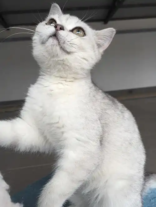 超级可爱云系银渐层立耳mm!血统超级纯正!