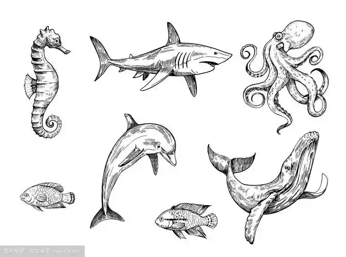 海洋生物素描.手绘插图转换为矢量