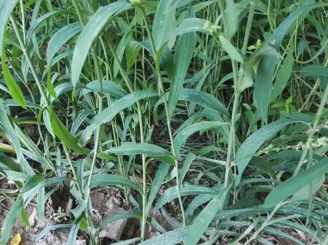 又名韭叶柴胡,硬苗柴胡,竹叶柴胡,伞形科柴胡属,多年生草本,高达90