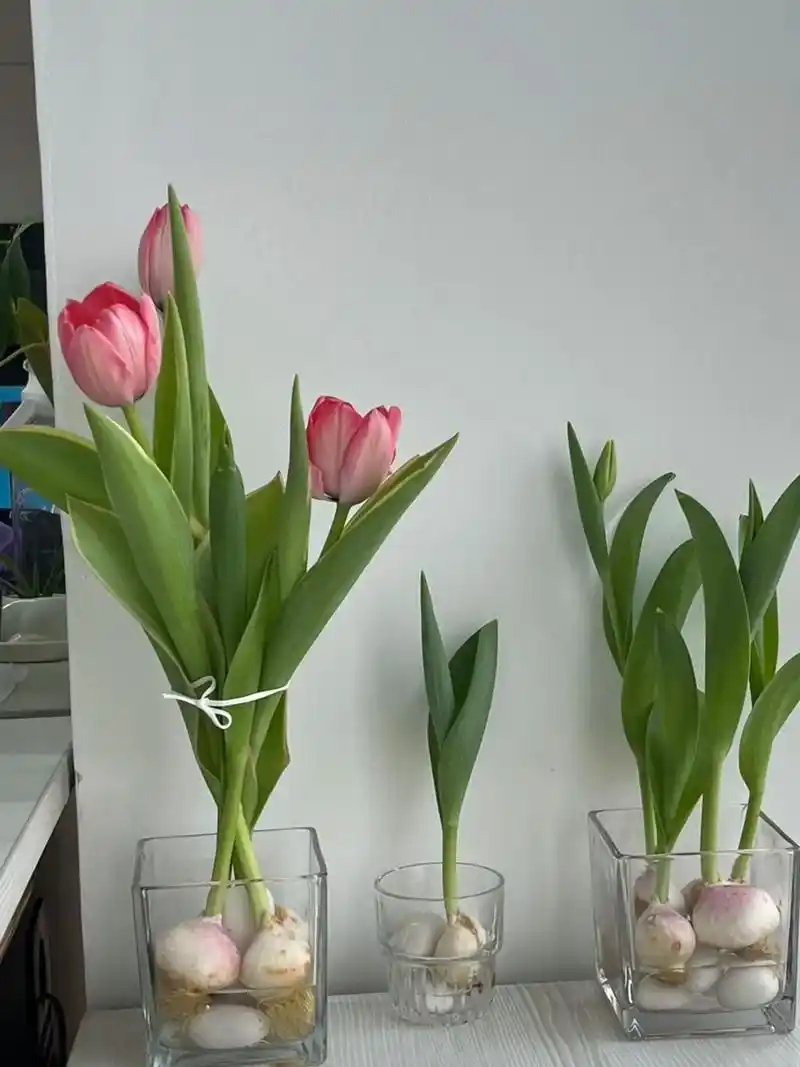 21天郁金香开花.整理了一些水培93的教程和注意事项(种了三 - 抖音