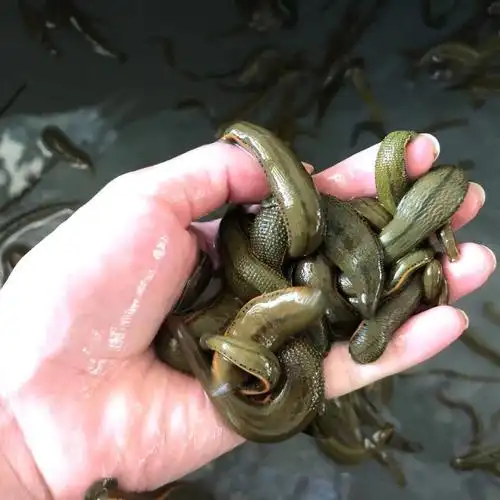 荣郁 水蛭活体蚂蟥活体菲牛蛭金边蚂蟥吸血蚂蟥活体治疗1-1.