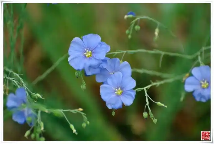 宿根蓝花亚麻