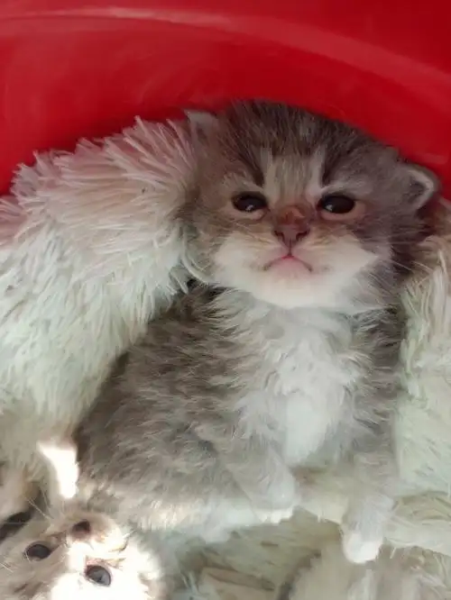 自家猫生的金吉拉弟弟妹妹都有